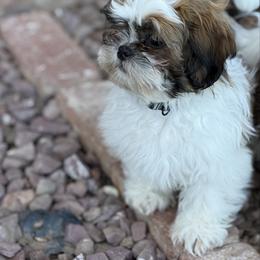 Mush - Red and white male Shih Tzu puppy in Oak Hills, California from High Desert  Shih Tzu
