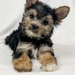 Dachshund, Great Dane, and Yorkshire Terrier Puppies from WZ Kennels