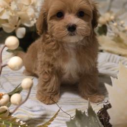 August - Apricot male Maltipoo puppy in Washington from Mt.BakerPoodles&Doodles