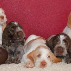 Spinone Italiano Puppies from Collina d'Oro Spinoni