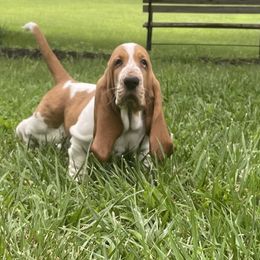 Basset Hounds from Bassetville Hounds