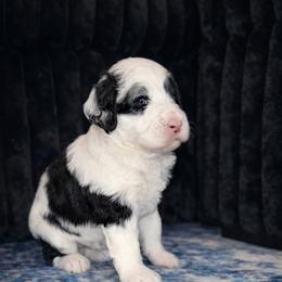 Bell - Black and white female Sheepadoodle puppy in Tennessee, Illinois from The Artman Family