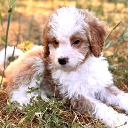 Bernedoodle, Goldendoodle, and Poodle Puppies from Starlight Goldendoodles