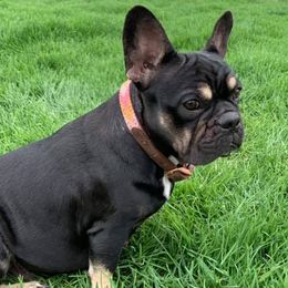 French Bulldogs from Tabitha’s Frenchies