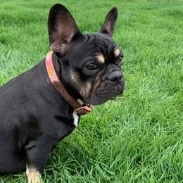 French Bulldogs from Tabitha’s Frenchies