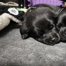 Labrador Retriever Puppies from Steele Caliber Retrievers
