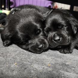 Labrador Retriever Puppies from Steele Caliber Retrievers