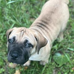 Boerboels from Bluebonnet Boerboels