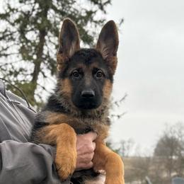 Female - Black and red female German Shepherd puppy in Winchester, Kentucky from Drache Feld