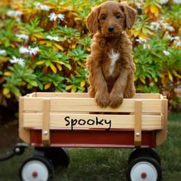 Spooky - Red  male Goldendoodle puppy in Mendon, Massachusetts from Comfort & Cuddle Co