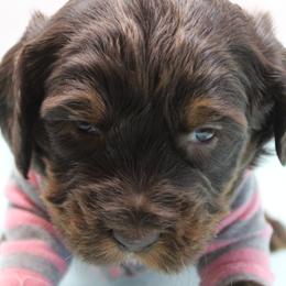 Rose Gold    pink collar - Chocolate female Australian Labradoodle puppy in Provo, Utah from EllsWORTH Labradoodles LLC
