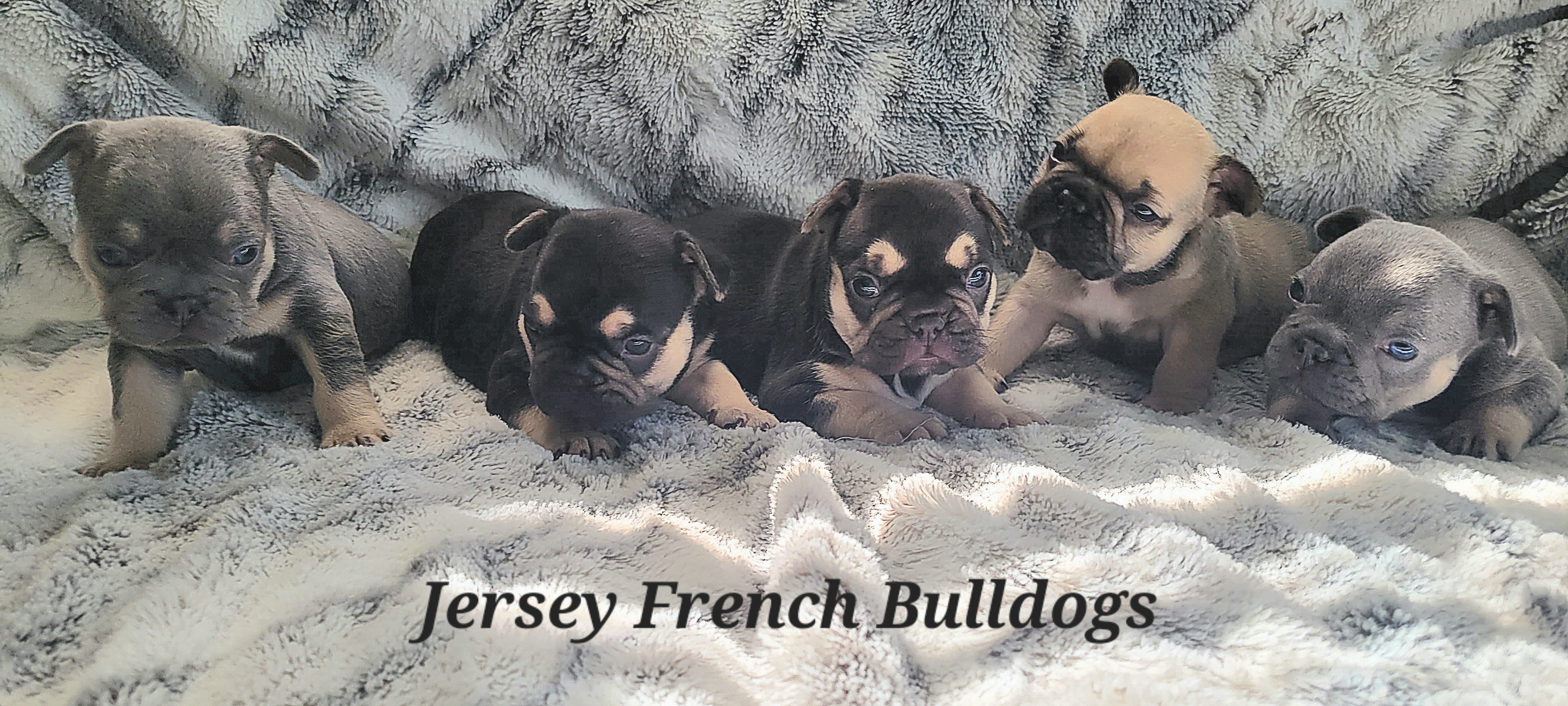 French Bulldog Puppies from Jersey French Bulldogs