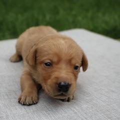 Labrador Retrievers from Pearl’s Perfect Pups