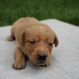 Labrador Retrievers from Pearl’s Perfect Pups