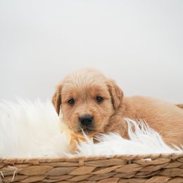 Walnut - Dark golden female Golden Retriever puppy in Elmwood Park, Illinois from HuskiesAndGoldensWithFinesse