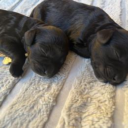 Black collar - Black and white male Cockapoo puppy in Bradenton, Florida from Doodle Acres