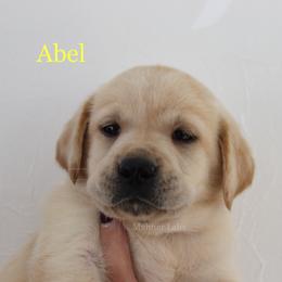 Labrador Retriever Puppies from Mahner Labs