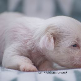 Chinese Crested Puppies from Qilin Chinese Crested