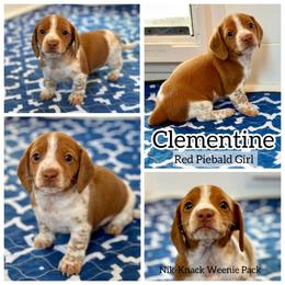 Clementine - Red female Dachshund puppy in Florida from Niki Humphries' Dachshunds