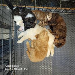 Poodle Puppies from Furball Forest Poodles