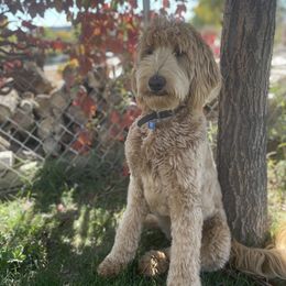 Goldendoodle Puppies from Golden Rule Doodles