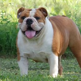 Gracie - Bulldog