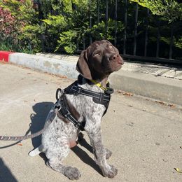 Otis - Liver and white German Shorthaired Pointer puppy in Corcoran, California from Hidden Valley Kennels