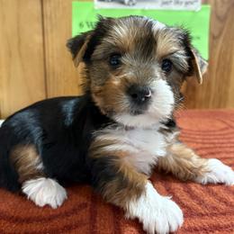 Boy 4 - Parti male Yorkshire Terrier puppy in Bear Creek, North Carolina from Yorkie Time