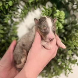 Collie Puppies from Jolly Collies