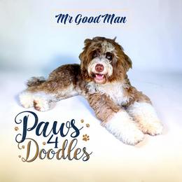 Goodman - Bernedoodle
