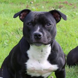 Shuri - Staffordshire Bull Terrier