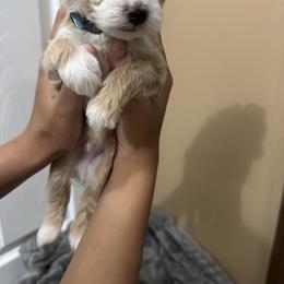 Maltipoo Puppies from Christy Mashore