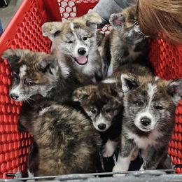 Japanese Akitainu Puppies from Ichigo Japanese Akitainu Kennels