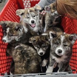 Japanese Akitainu Puppies from Ichigo Japanese Akitainu Kennels