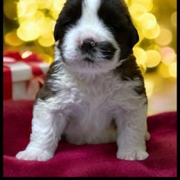 Encee - Mahogany and white female Saint Bernard puppy in New Philadelphia, Ohio from Fletchers Saints