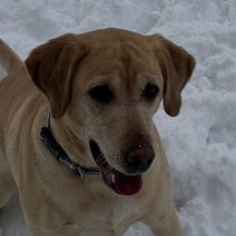 Labrador Retrievers from Little Wood Labs