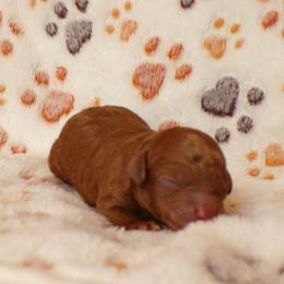 Boy 1 - Red  male Poodle puppy in Hurricane Mills, Tennessee from Scenic Hills Kennels