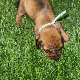 Teal Boy - Chocolate male Dachshund puppy in Apopka, Florida from The HotDog Stand