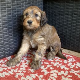 Ori - Brown female Whoodle puppy in Concord, North Carolina from RockyRiverDoodles