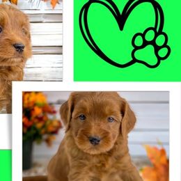 Twix - Red Australian Labradoodle puppy in Roseville, California from Darby Park Doodles