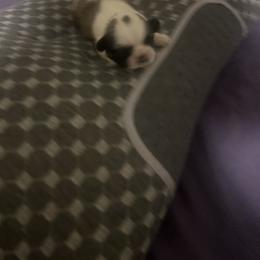 Shih Tzu Puppies from Added family