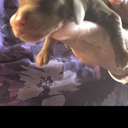 Jessie - Chocolate and tan male Dachshund puppy in Raleigh, North Carolina from Capital City Dachshunds