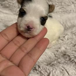 Male 1 - Parti male Yorkshire Terrier puppy in Fredericksburg, Virginia from VA Exclusive Yorkies