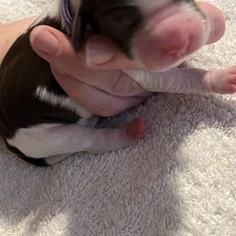 English Springer Spaniel Puppies from McCartney Springer’s