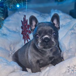 Denim - Blue male French Bulldog puppy in Maplewood, New Jersey from Poos&Bulls Keepsake