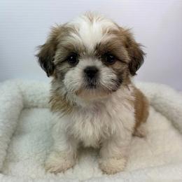 Fred - Black gold and white male Shih Tzu puppy in Bourne, Massachusetts from Shih Tzu Pups