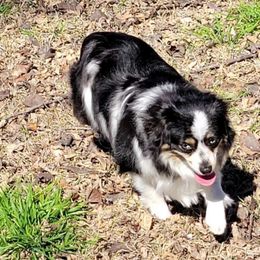 Baylee - Toy Australian Shepherd