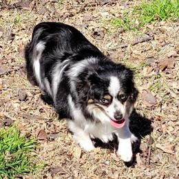 Baylee - Toy Australian Shepherd