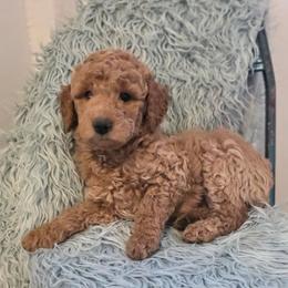 Ceder - Red  male Goldendoodle puppy in Gunnison, Utah from Curls and Camo Pups