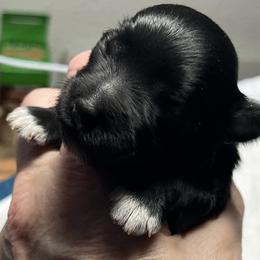 Ricky (blue collar) - Black male Miniature Schnauzer puppy in Port Orchard, Washington from Silver Bells Miniature Schnauzers